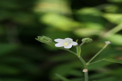 Hibiscus lobatus